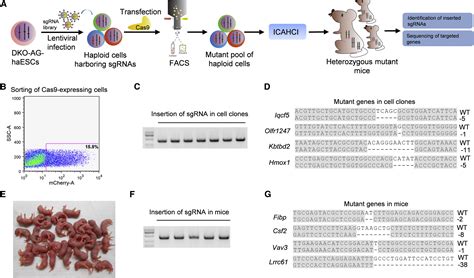 Crispr Cas9 Mediated Genetic Screening In Mice With Haploid Embryonic Stem Cells Carrying A