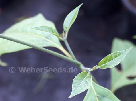 Banisteriopsis caapi, Banisteria caapi, Ayahuasca - Seeds - plants ...