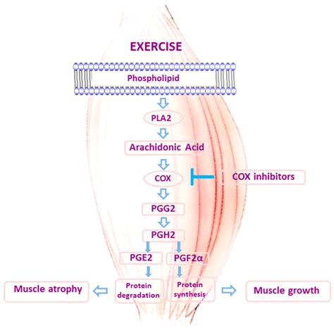 Antioxidants Free Full Text Role Of Redox Signaling And