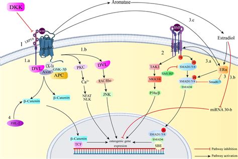 The Wnt Signaling Pathway Is Initiated By The Binding Of The