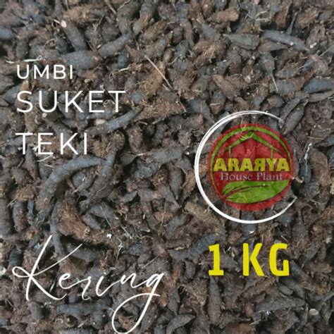 Jual Umbi Suket Teki Kering Kg Berkualitas Cyperus Rotundus Umbi