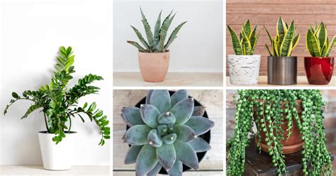 low maintenance succulents - Gardening Soul