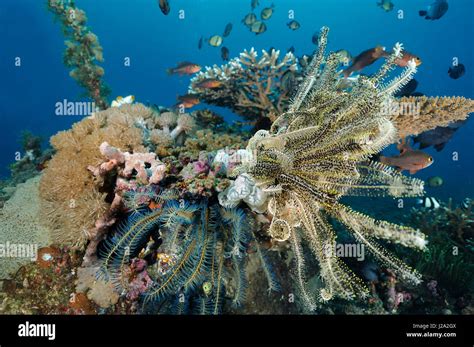 Feather black coral hi-res stock photography and images - Alamy