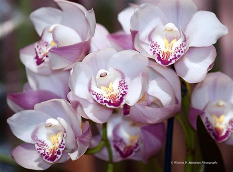 Cymbidium Or Boat Orchids Photograph By Winston D Munnings Pixels