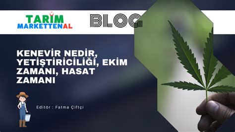 Kenevir Nedir Yetiştiriciliği Ekim Zamanı Hasat Zamanı Tarım