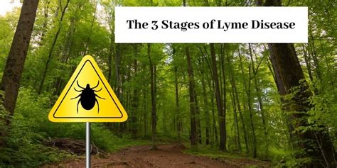 What Are The 3 Stages Of Lyme Disease Tips To Strengthen Immunity Recover All