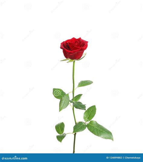 Red long stem rose stock photo. Image of floral, color - 124899882