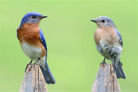 Top 20 Backyard Birds In Georgia Free Identification Printable Bird