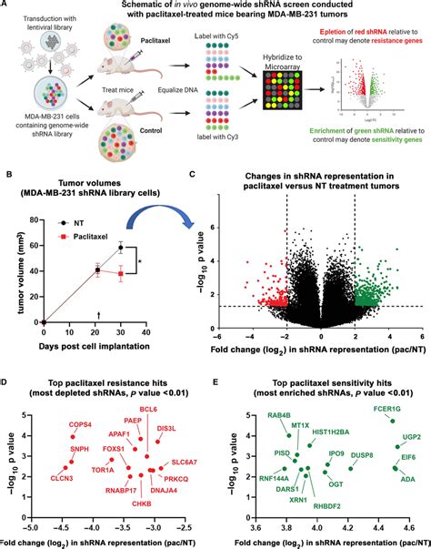 In Vivo Genomewide Shrna Screen Identifies Potential Mediators Of