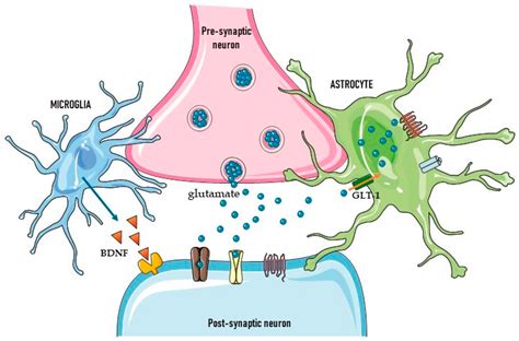 Ijms Free Full Text Glialneuronal Interactions In Neurological