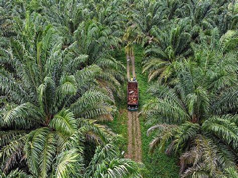 Satgas Sawit Minta Pelaku Usaha Patuhi Upaya Perbaikan Tata Kelola