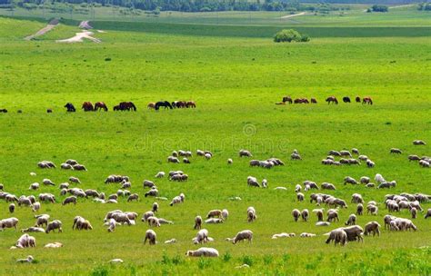 Grassland stock image. Image of landscape, grass, asian - 3876899