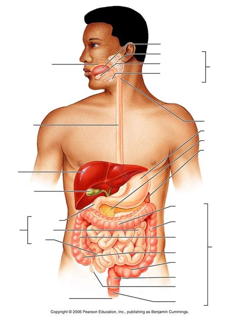 A P Ailmentary Canal Accessory Digestive Organs Diagram Quizlet