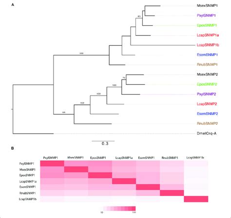 A Maximum Likelihood Phylogram Of Sensory Neuron Membrane Proteins