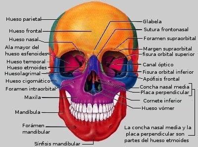 Huesos De La Cara Human Anatomy Chad Biology Dentist Nasa