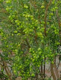 Desert Lime Bush Food Bush Tucker Taste Australia Native Food