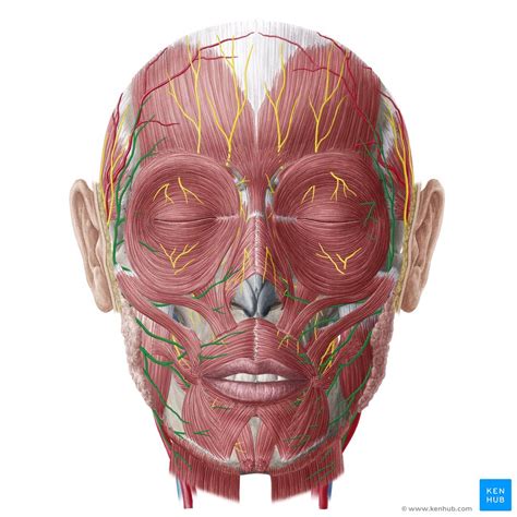 Facial Nerve Anatomy Netter