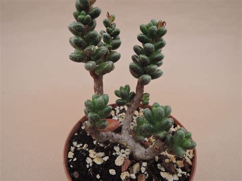 Bonsai Sedum 20 Seeds — Rareplant