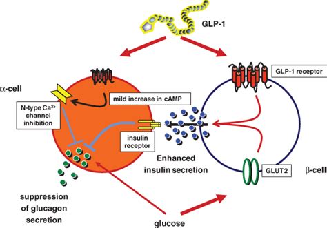 Growth factor signalling in the regulation of αcell fate Kawamori