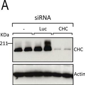 Fitc Clone Dm A Purified From Hybridoma Cell