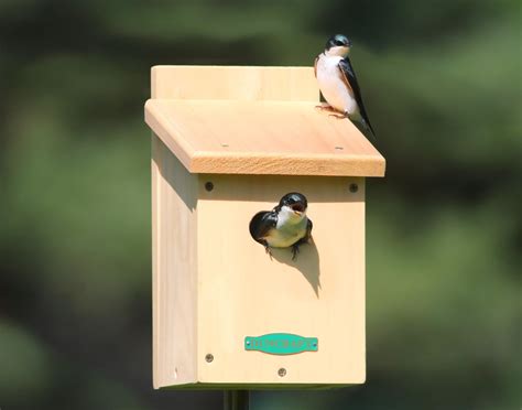 Building Bird Houses Hole Size | Birdcage Design Ideas
