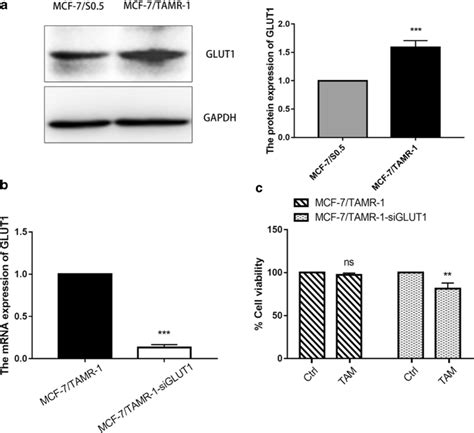 GLUT1 Is Enhanced In Tamoxifen Resistant Cells And GLUT1 Knockdown In