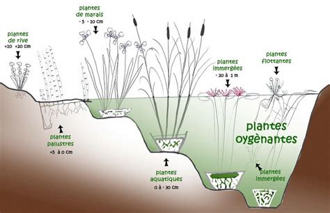 Les différentes catégories de plantes aquatiques Bassin d eau