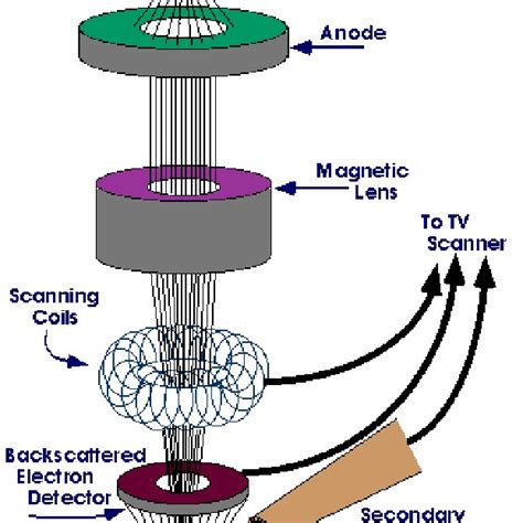 Schematic Diagram Of Scanning Electron Microscope