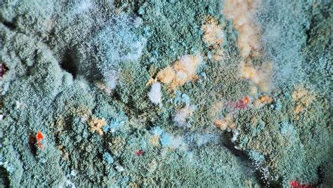 What Do The Different Colours Of Mould Mean In My House Iflscience