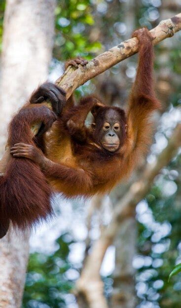 Bebé orangután en estado salvaje indonesia la isla de kalimantan