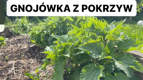 Gnojówka z pokrzyw Jak zrobić najprostszy nawóz YouTube