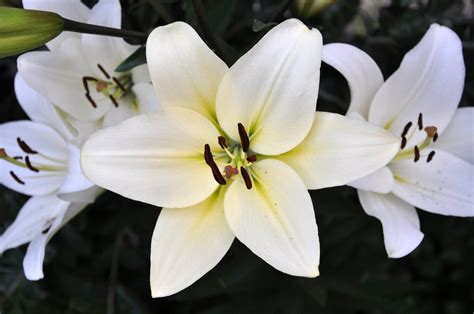 White Lilium Free Photo Download | FreeImages