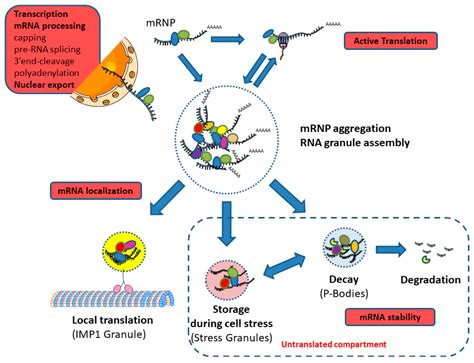 Ijms Free Full Text Messenger Rna Life Cycle In Cancer Cells