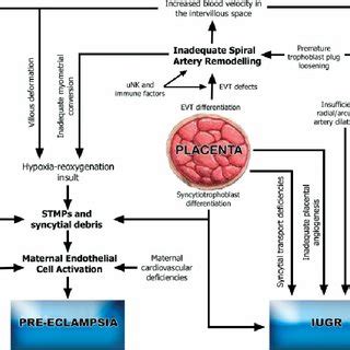 Pdf Pre Eclampsia Fitting Together The Placental Immune And