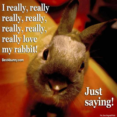 Pin By 💀waterfall 💀naturechild Phoeni On Bunny Quotes Rabbit Bunny