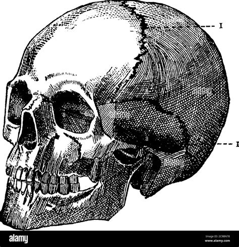 Una Representaci N T Pica De Un Cr Neo Humano Una Estructura Sea Que