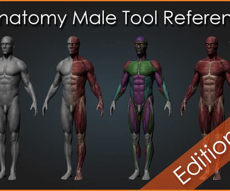 Artstation Ultimate Anatomy Tool Reference For Artists Resources