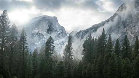 Mountain Trees Wallpapers - Top Free Mountain Trees Backgrounds ...