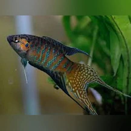 Paradise Fish - Tropical Live Fish Store