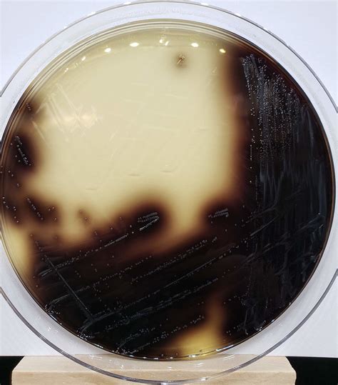 Enterococcus On Enterococcosel Agar Overnight Culture Of E Flickr