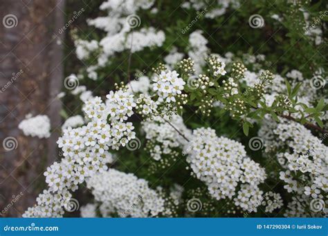 Arbustos De Floresc Ncia Do Spirea No Parque Foto De Stock Imagem De