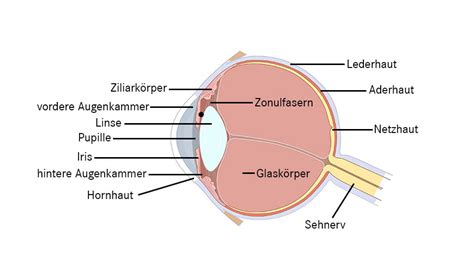 Die Iris Aufbau Und Funktionsweise Medinoc