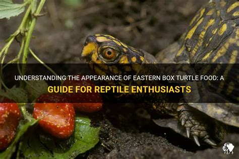 Understanding The Appearance Of Eastern Box Turtle Food: A Guide For ...