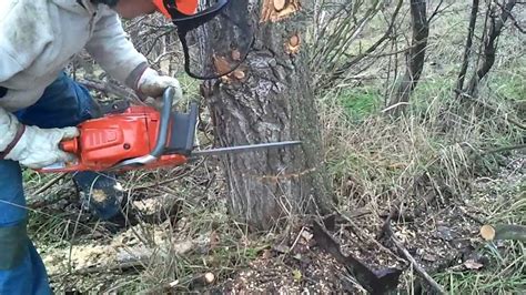 Husqvarna Felling Limbing Bucking A Poplar Tree Youtube