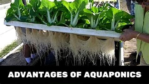 5 Benefits Of Aquaponics That Nobody Can Deny