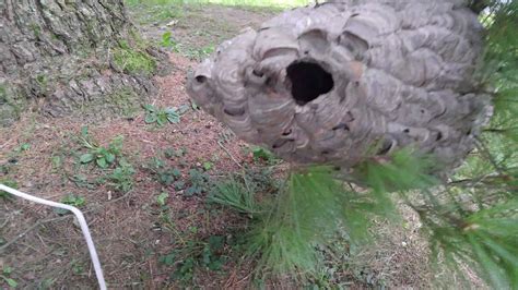 Bald Faced Hornet Nest Wasps Removal Youtube