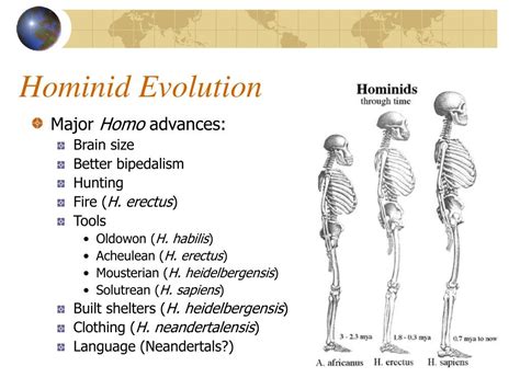 Ppt Chapter 2 Human Evolution Powerpoint Presentation Free