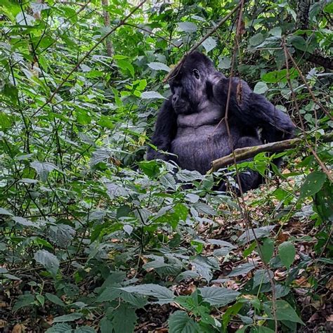 Why Should One Plan A Gorilla Habituation Experience Safari From Kigali