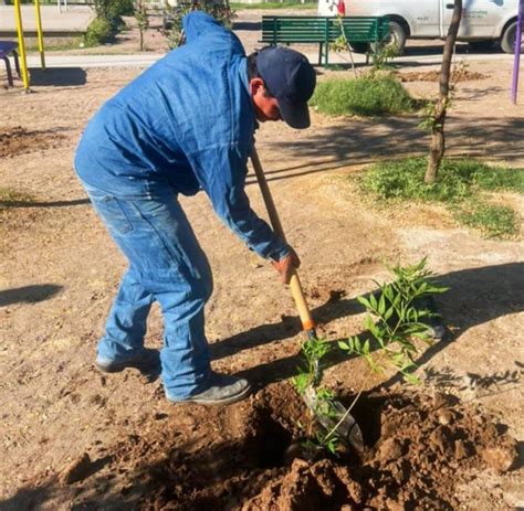 Avanza Programa De Reforestaci N En Torre N El Siglo De Torre N