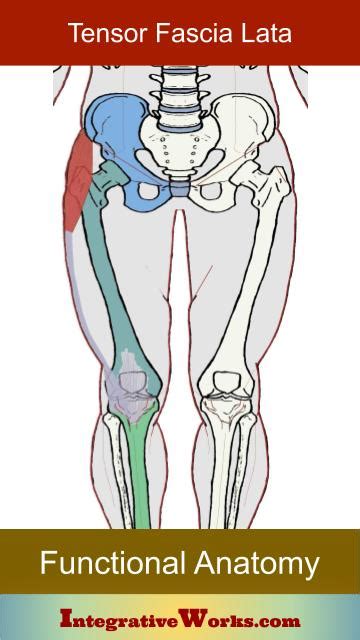 Tensor Fascia Lata Tfl Functional Anatomy Integrative Works